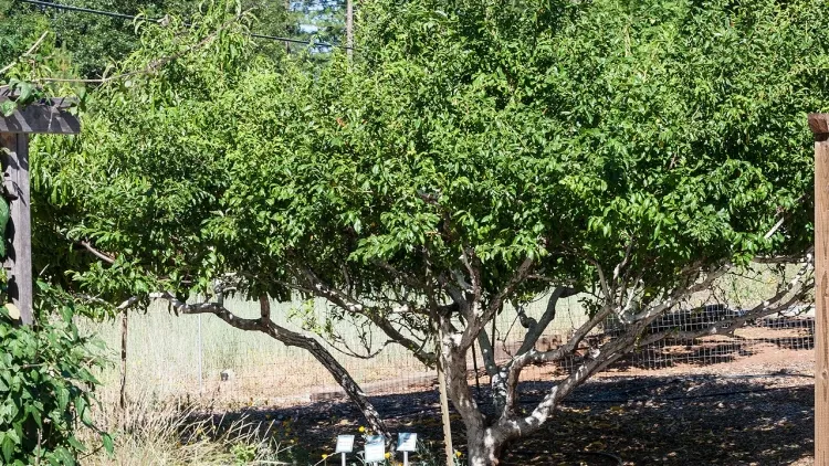tailler les arbres fruitiers identifier sept jours accomplir deux conditions