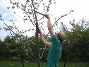 tailler les arbres fruitiers retirer branches malades endommagées arbres matures