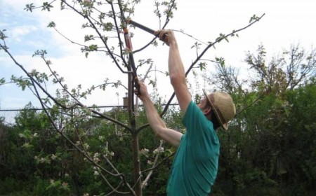 tailler les arbres fruitiers retirer branches malades endommagées arbres matures