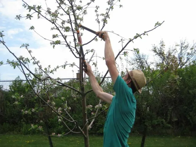 tailler les arbres fruitiers identifier sept jours accomplir deux conditions