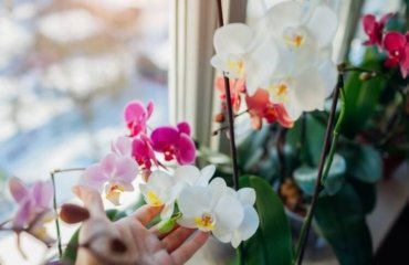 tailler son orchidée avantages taille raisons exigences
