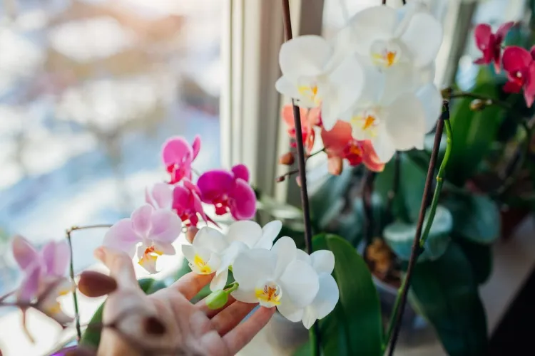 tailler son orchidée avantages taille raisons exigences