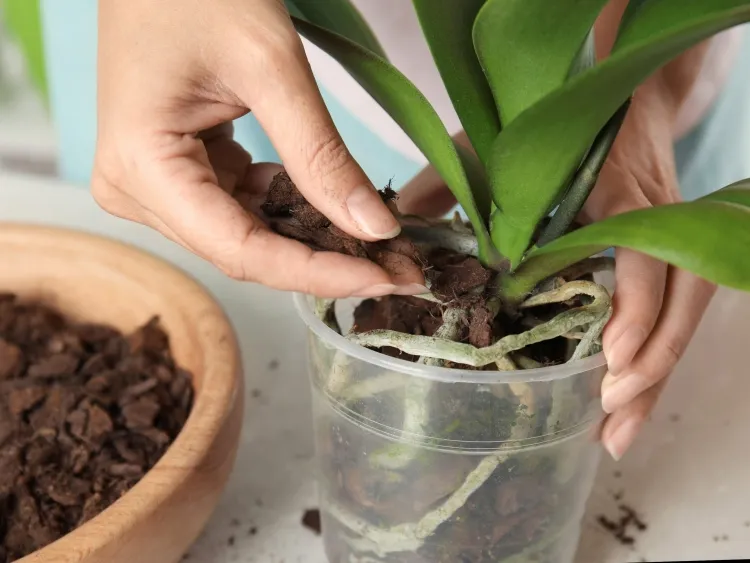 tailler son orchidée déterminer zones racines épis feuilles