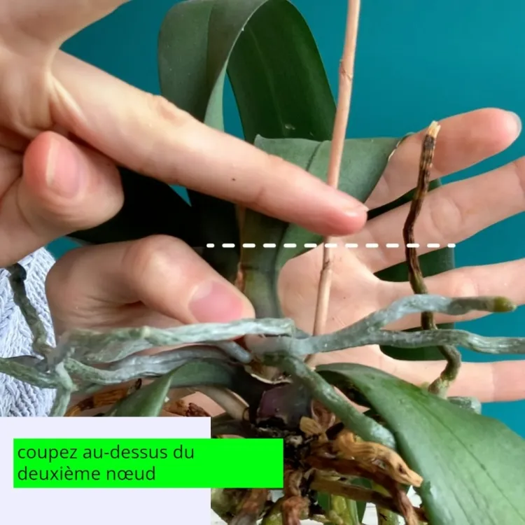 tailler son orchidée minimiser problèmes encourager refloraison