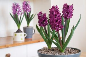 top plantes qui éliminent les mauvaises odeurs et subliment votre maison