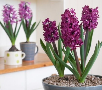 top plantes qui éliminent les mauvaises odeurs et subliment votre maison