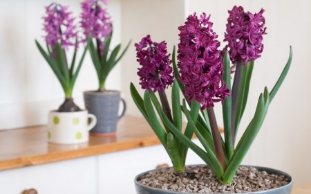top plantes qui éliminent les mauvaises odeurs et subliment votre maison