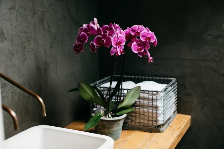 une orchidée dans la salle de bains phalaenopsis exemple excellent zone humide