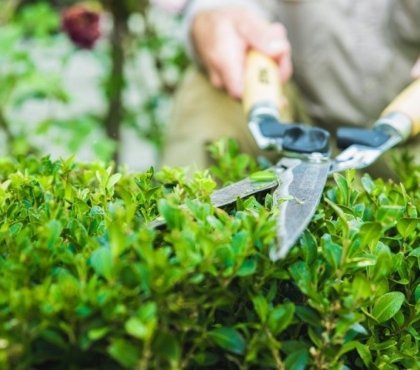 Quand tailler les haies au jardin