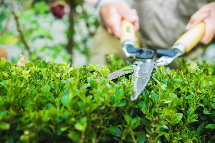 Quand tailler les haies au jardin