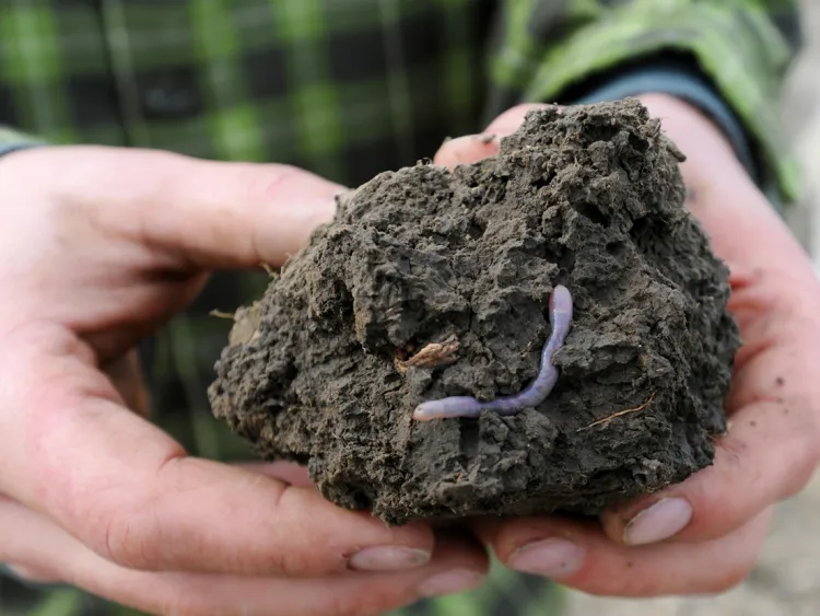 acheter des vers de terre pour le potager moulages vers fertiles contenu calcium fer phosphore