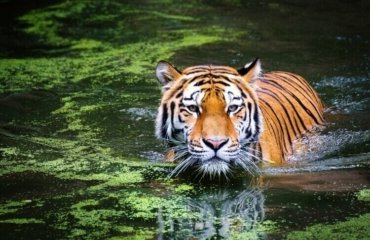 année du tigre d'eau horoscope chinois 2022