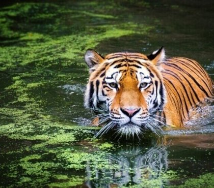 année du tigre d'eau horoscope chinois 2022