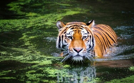année du tigre d'eau horoscope chinois 2022