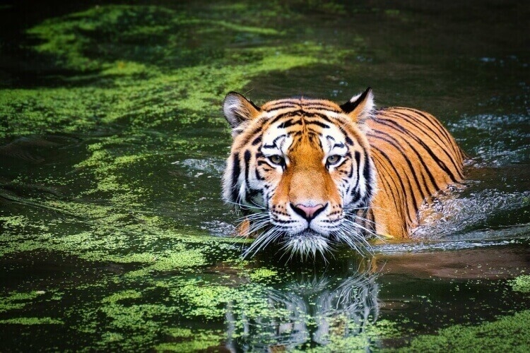 année du tigre d'eau horoscope chinois 2022