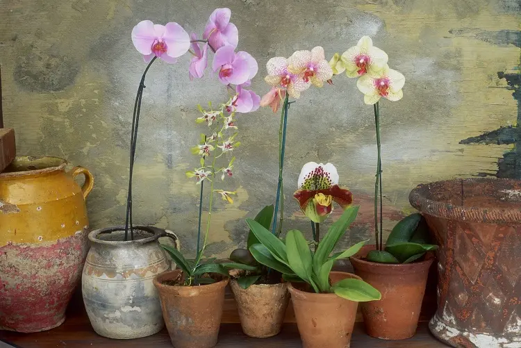 arrosage orchidée en fleurs comment quand arroser Phalaenopsis entretenir selon spécialistes