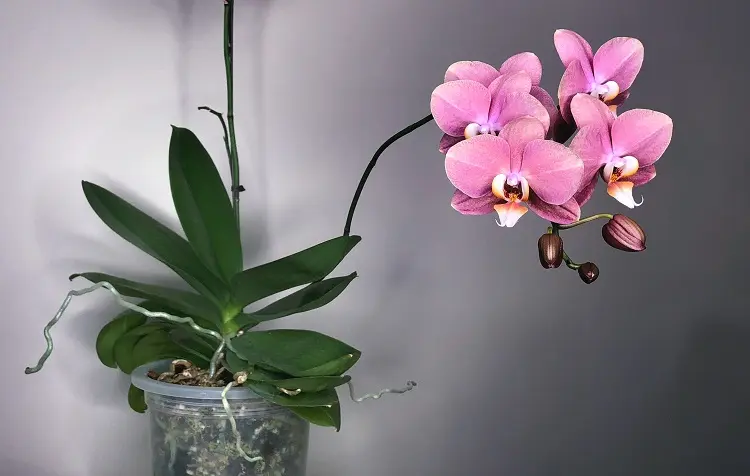 arrosage orchidée en fleurs comment quand arroser Phalaenopsis entretenir top forme selon fleuristes