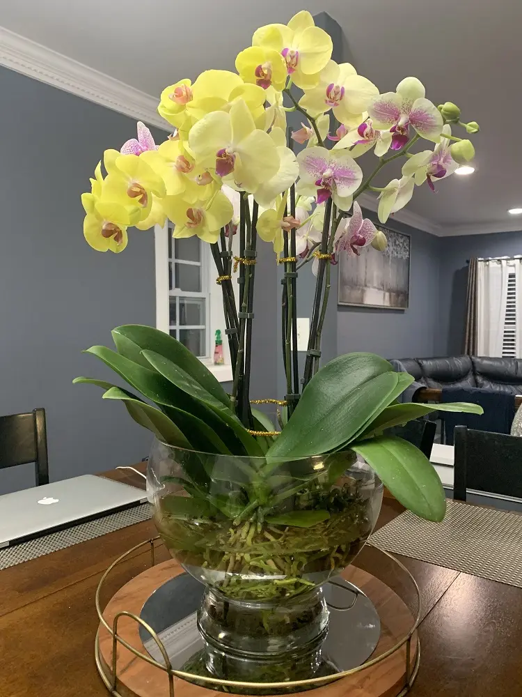 arrosage orchidée en fleurs comment quand tremper Phalaenopsis entretenir top forme experts