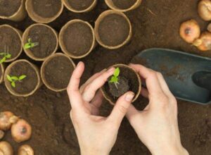 astuces-faire-pousser-des-plantes-rapidement-demarrer-interieur-avant-plantation