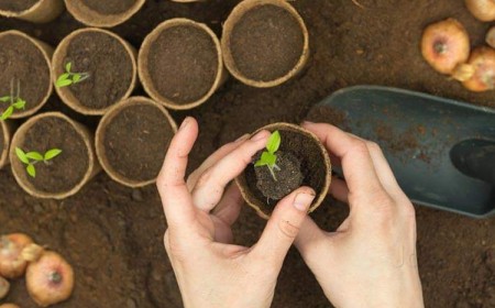 astuces-faire-pousser-des-plantes-rapidement-demarrer-interieur-avant-plantation
