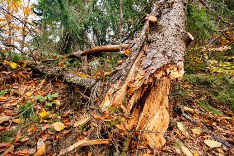 chute d'arbre après une tempête