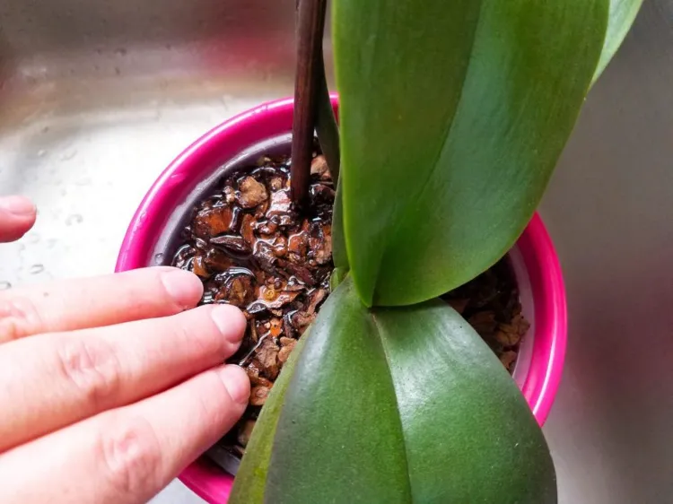 comment arroser faire tremper une orchidée défleurie pour la faire refleurir astuces