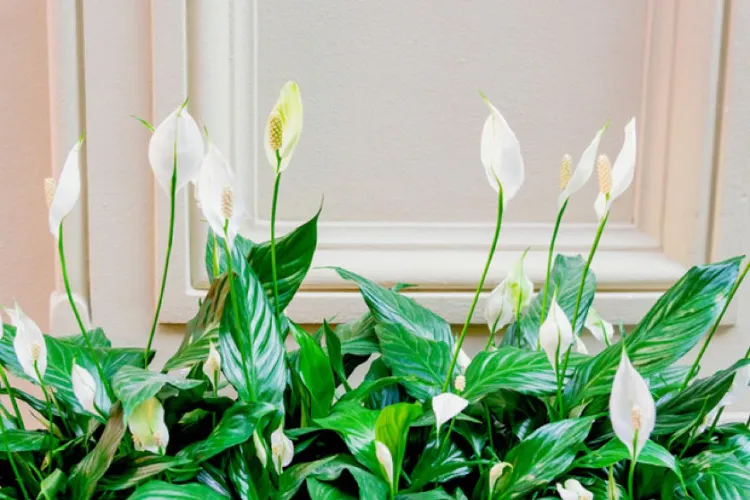 comment arroser le spathiphyllum