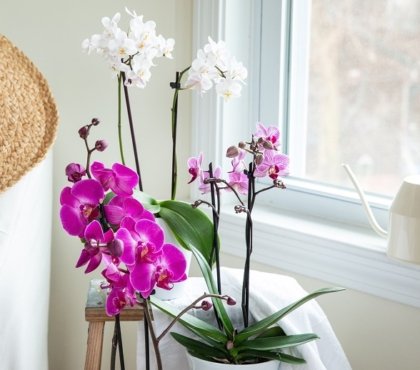 comment arroser une orchidée défleurie pour la faire refleurir fiche astuces