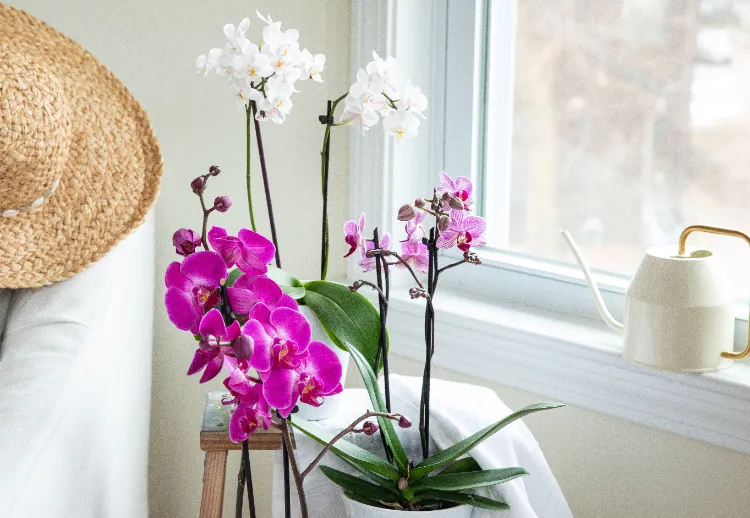comment arroser une orchidée défleurie pour la faire refleurir fiche astuces
