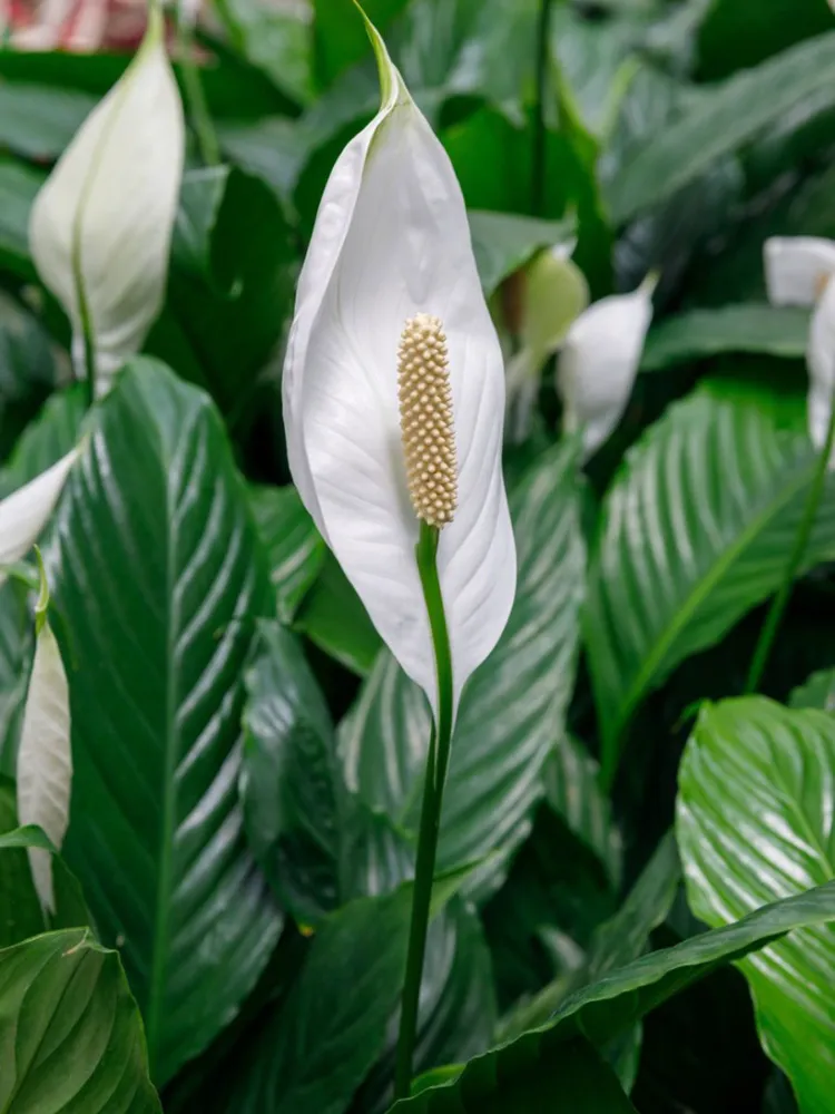 comment bien entretenir un spathiphyllum