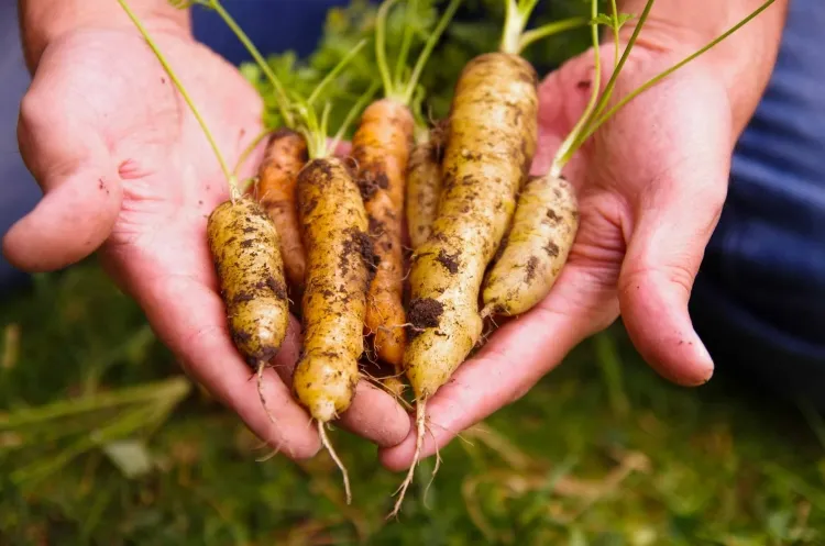 comment cultiver carottes en pot bon sol miser texture légère meuble