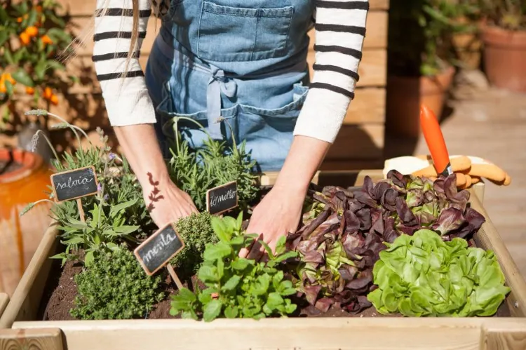 comment cultiver des fruits et légumes sur un balcon