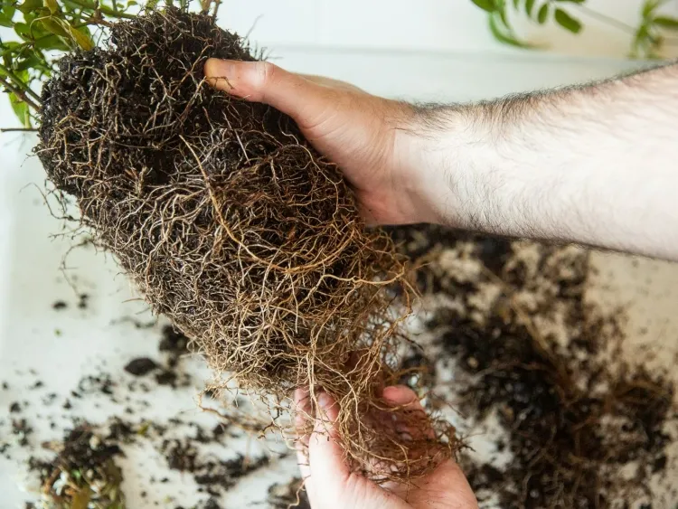 comment déménager les plantes tremper racines nues supporter trajet