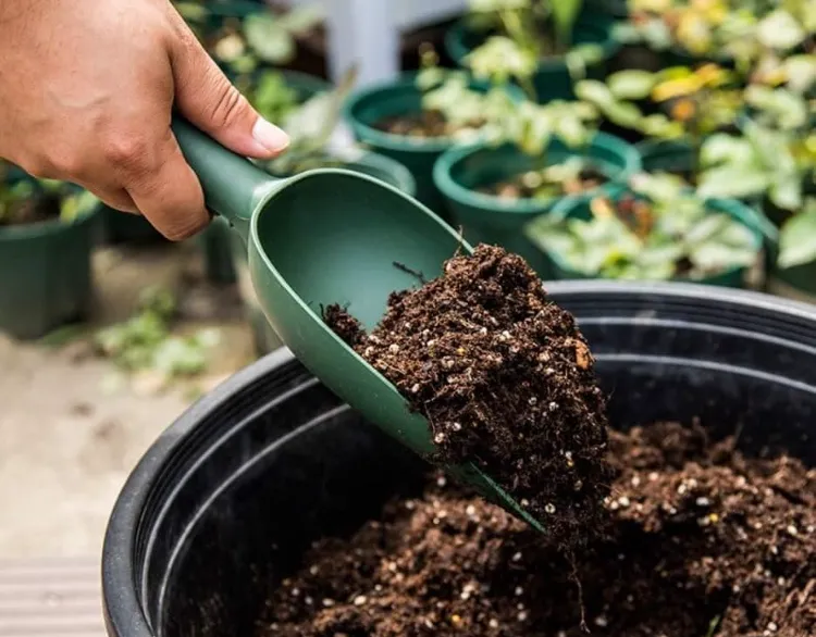 comment faire pousser des plantes rapidement ameublir sol avant plantation