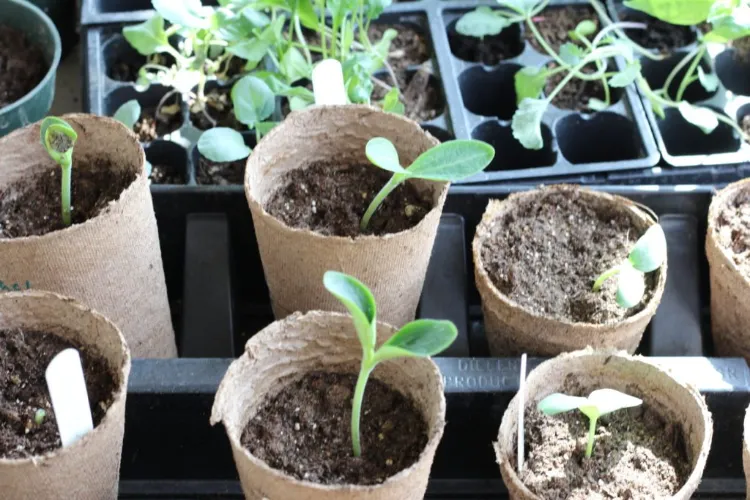 comment faire pousser des plantes rapidement démarrer intérieur avant transplantation