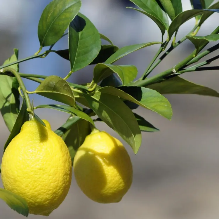 comment faire revivre un citronnier en pot sauver arbre infestations pucerons