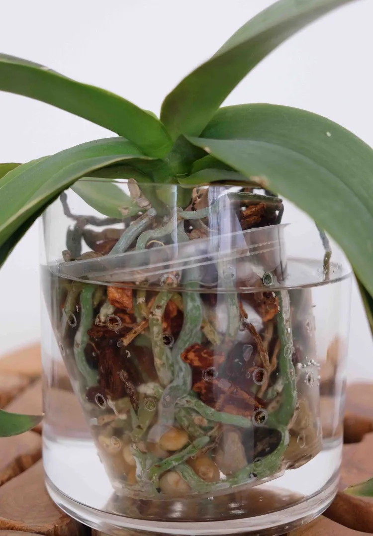 comment faire tremper une orchidée empotée dans écorce pour la faire refleurir