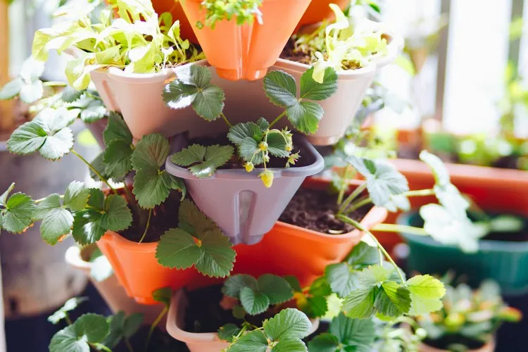 comment planter des fraisiers en pot sur le balcon les étapes à suivre cultiver des fruits bio