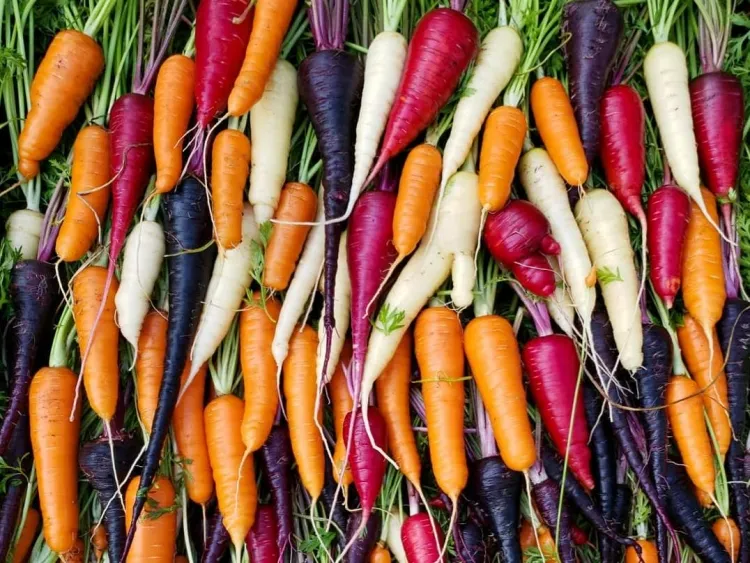 comment planter les carottes en pot choisir bonne variété culture appropriée contenant