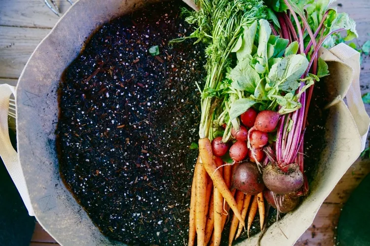 comment planter les carottes en pot racines triangulaires arrondies parfaites conteneur