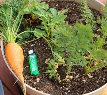 comment planter les carottes en pot solution géniale disposer petit balcon