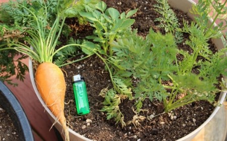 comment planter les carottes en pot solution géniale disposer petit balcon