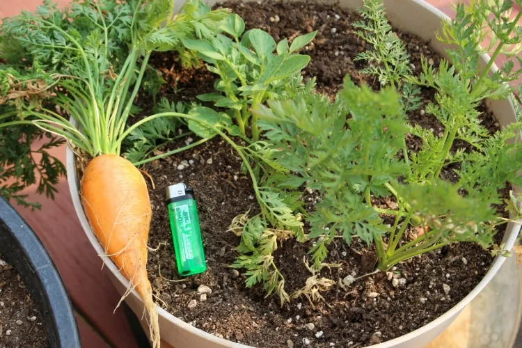 comment planter les carottes en pot solution géniale disposer petit balcon