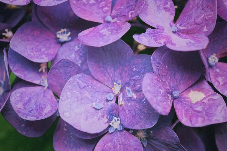 comment planter les violettes