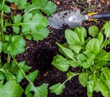 comment planter oseille feuilles comestibles bonne alternative période jeûne