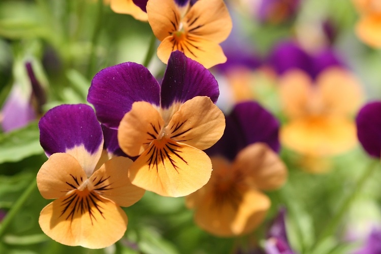 Comment planter violettes et pensées ? Ajoutez de la couleur au jardin avec  nos conseils pratiques !