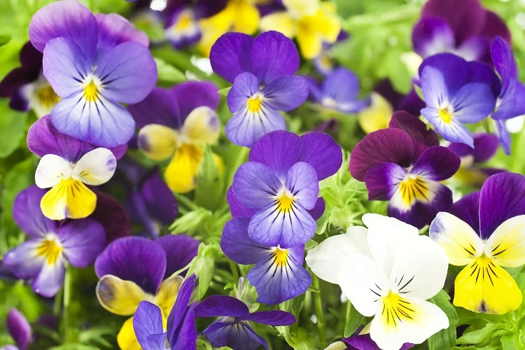 comment planter violettes