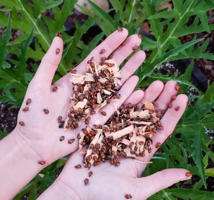 comment repousser les insectes naturellement de vos plantes