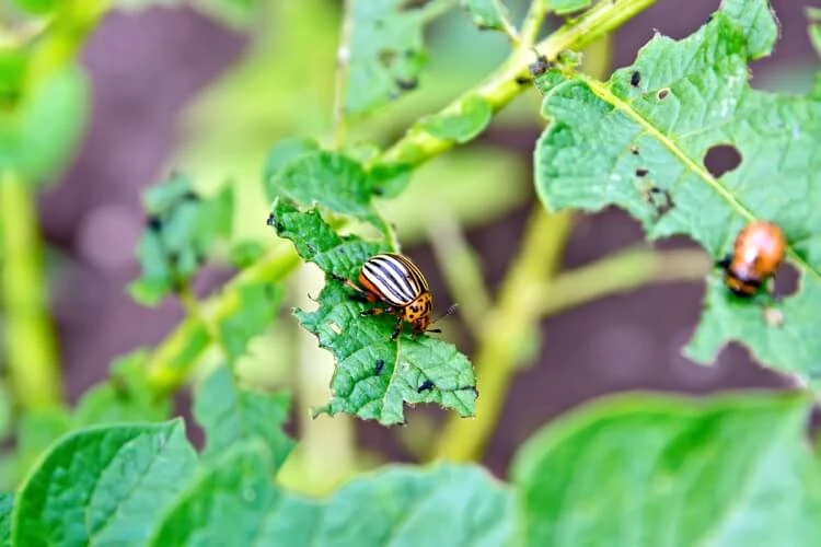 comment repousser les scarabées japonais naturellement astuces et conseils