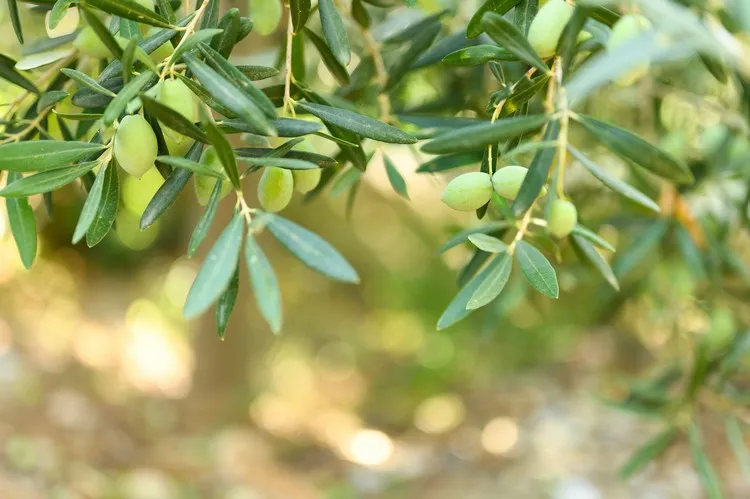comment tailler l olivier pour augmenter la fructification de l'arbre astuces conseils